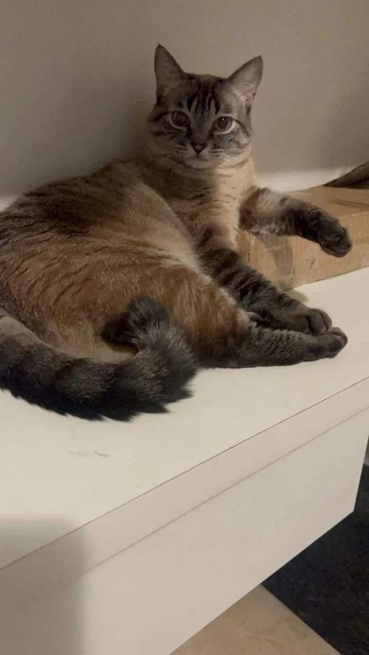 Doação de gatas (SOMENTE JUNTAS) - Foto 6