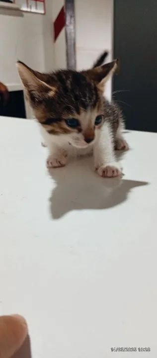 Doação de Gatinhos 