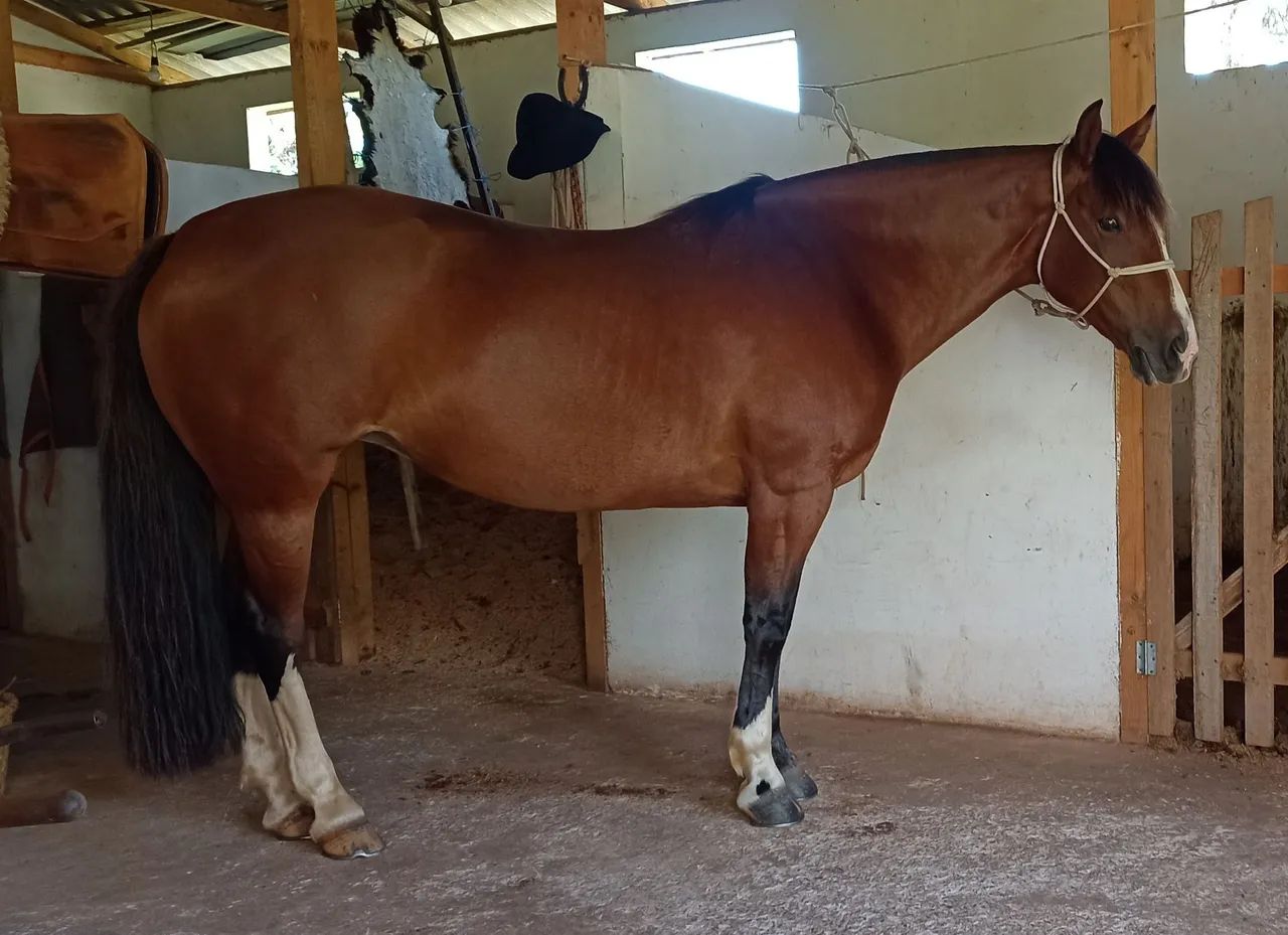 Égua Crioula - Foto 2