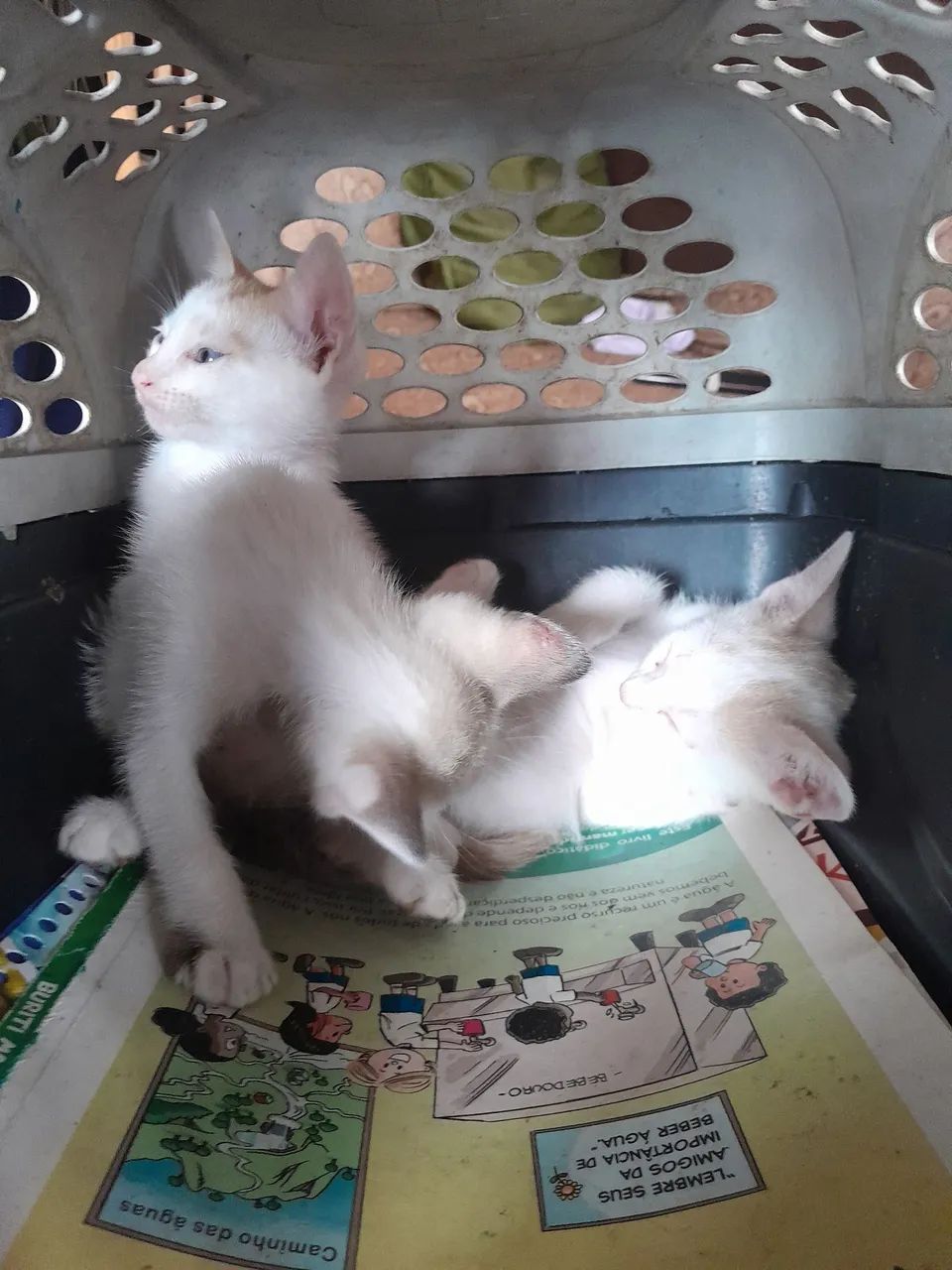 Sialatinhas para adoção.  2 meses . - Foto 4