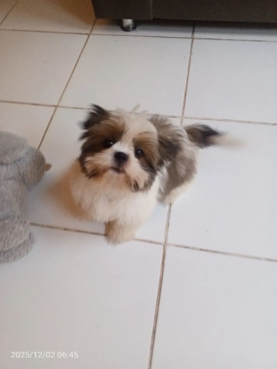 Vendo um shih Tzu 6 meses macho já da vacinado primeira dose - Foto 3