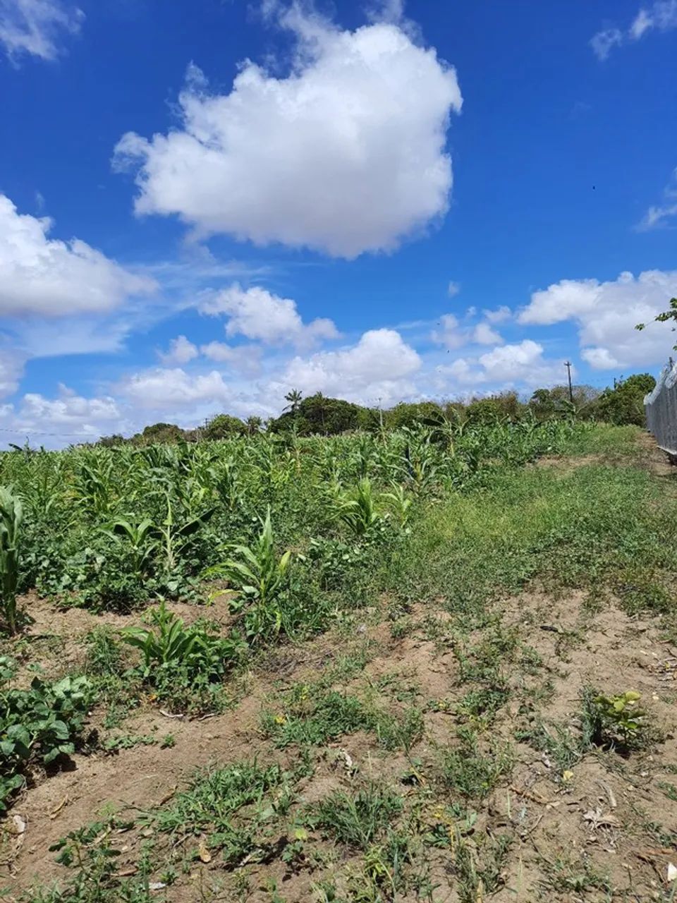 Granja com 14 hectares em punau estruturada rio perene etc