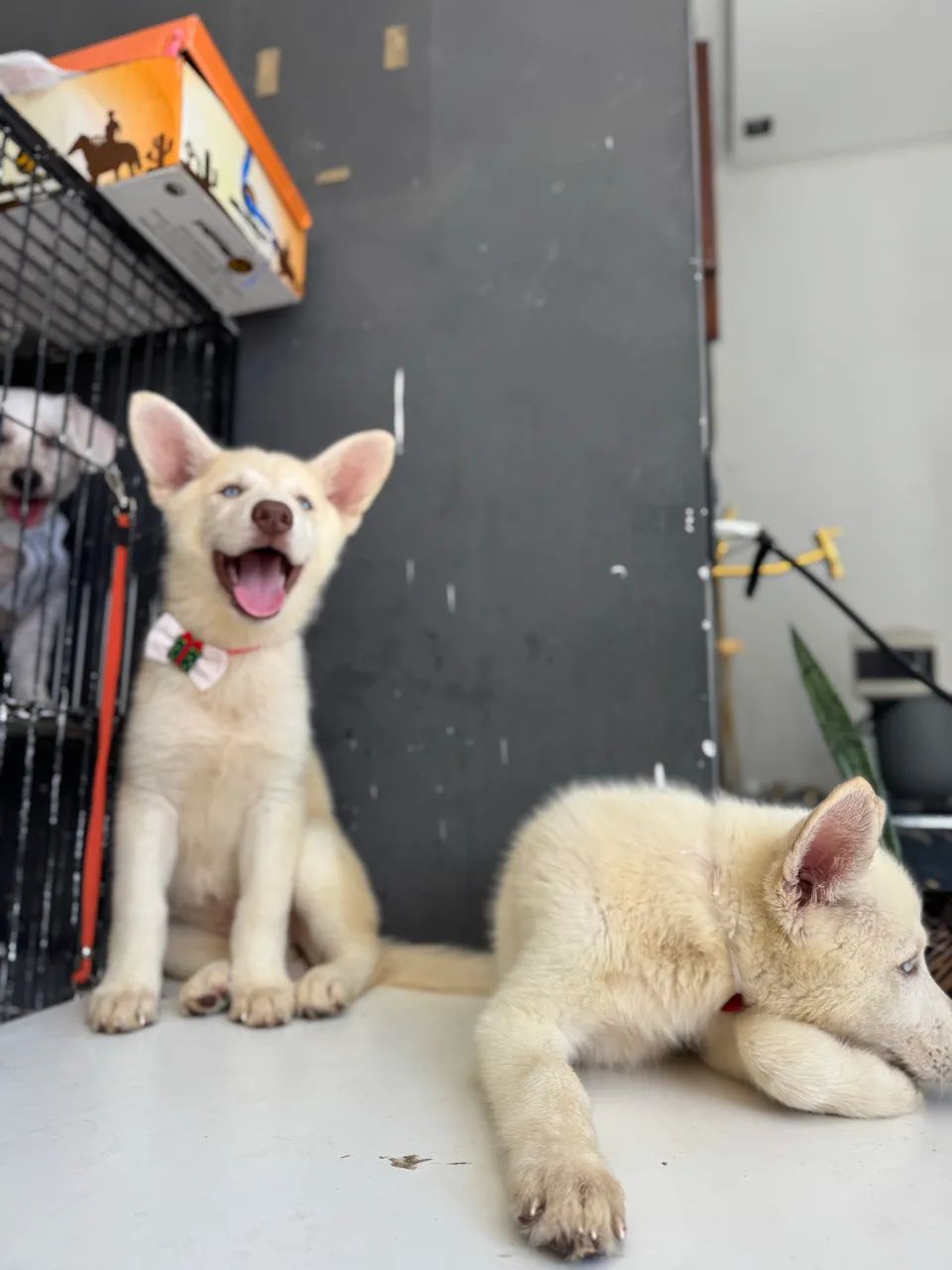 Huskysiberiano 800$ - Foto 2