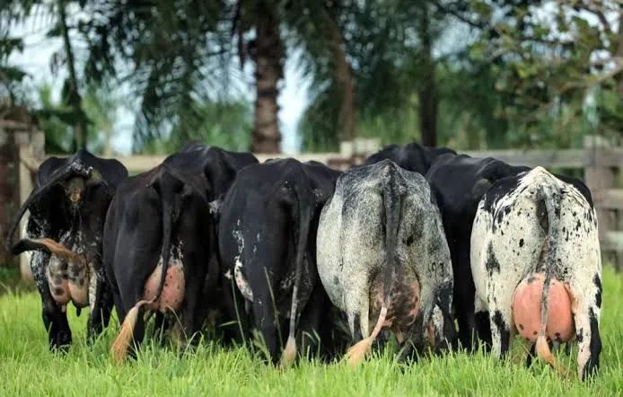 Vacas leiteiras, novilhas  parcelo em 12 X  - Foto 3