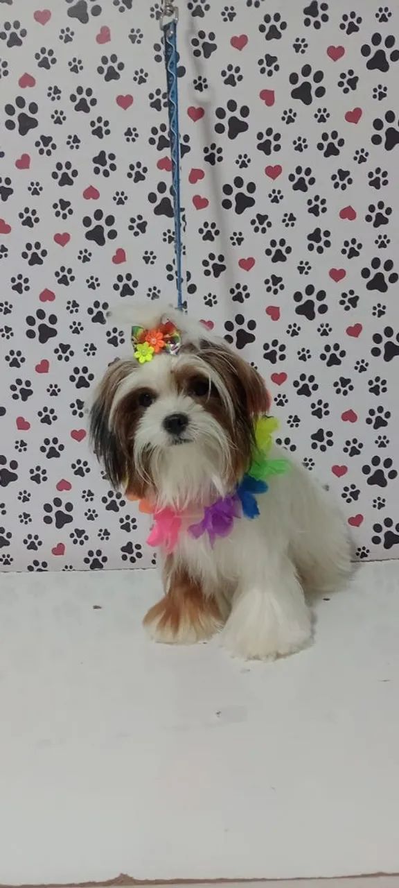 Shih Tzu fêmea para vender pra vim pega  hj 800 aceito cartão 