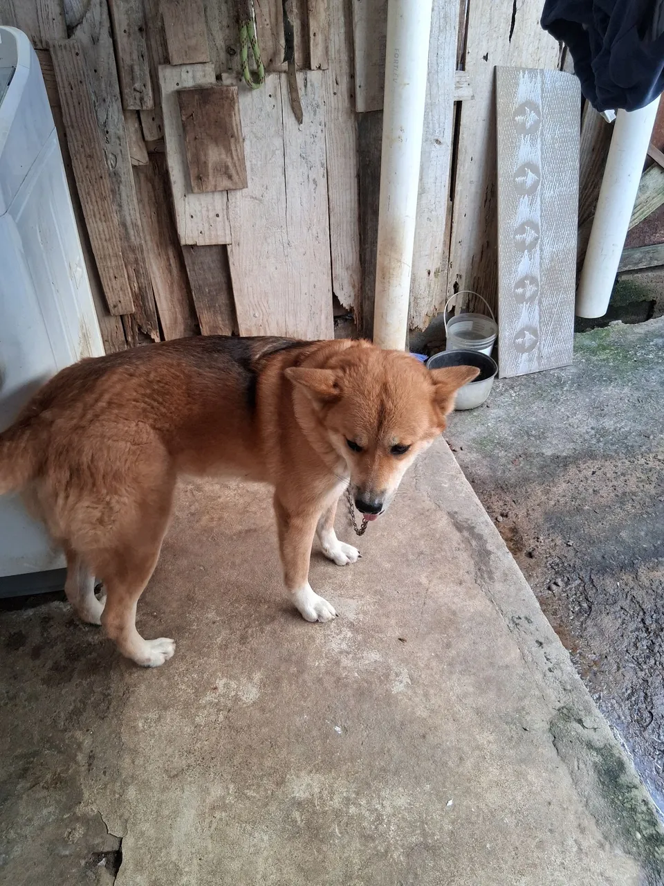 Cão de porte grande para doação