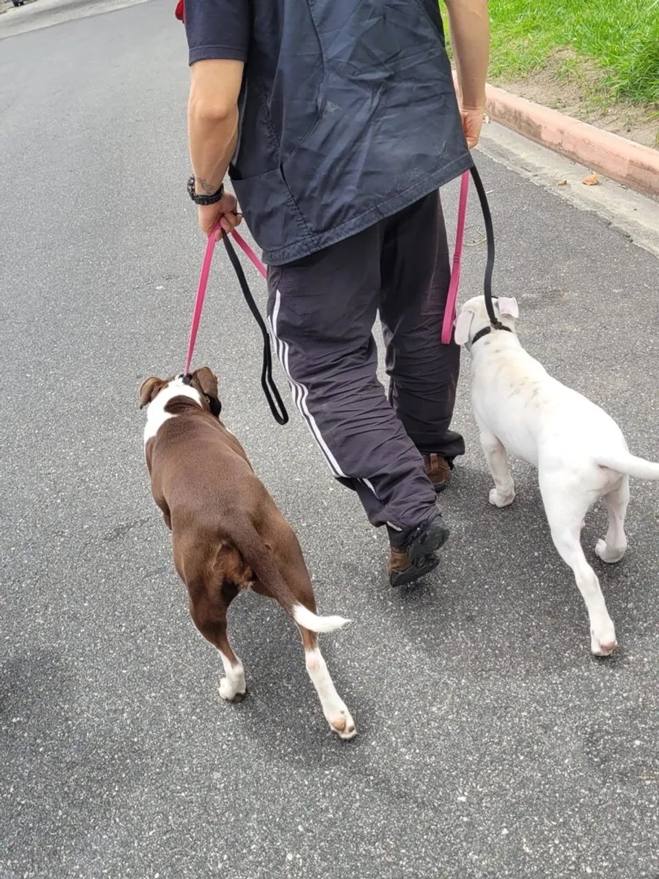 Adestramento de cães em SJC - Foto 5