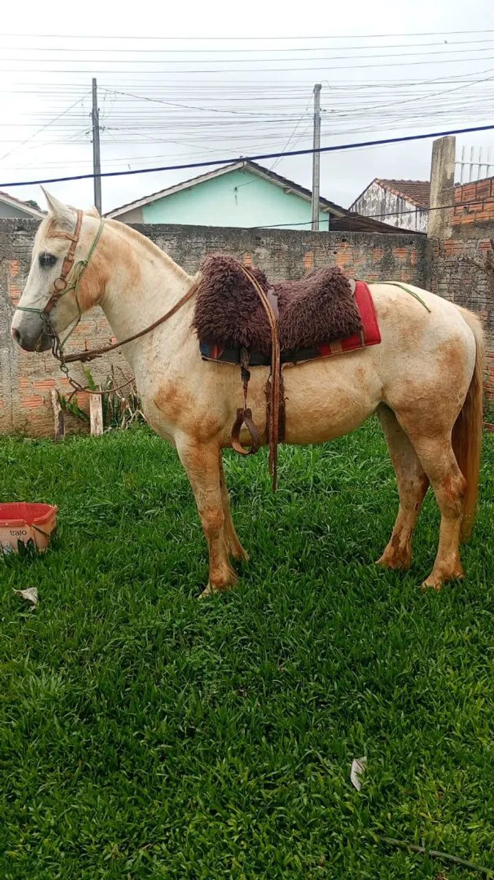 Égua crioula  - Foto 2