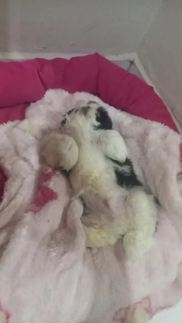 Filhote de Shih Tzu para adoção