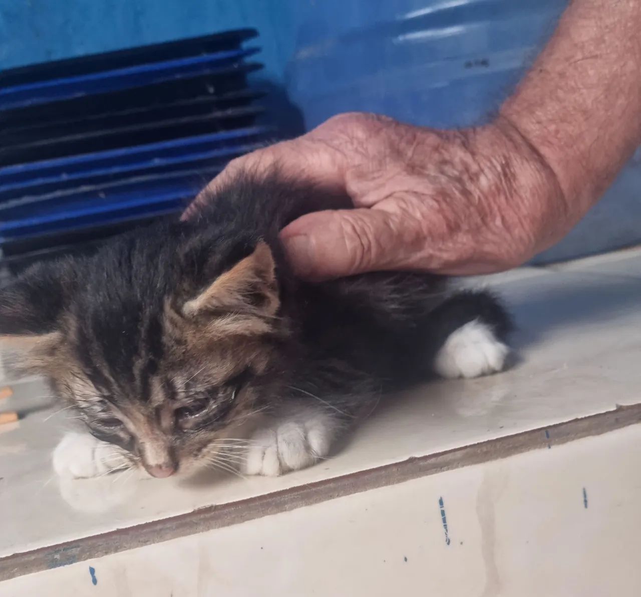 Doação de filhotes de gatos.  - Foto 2