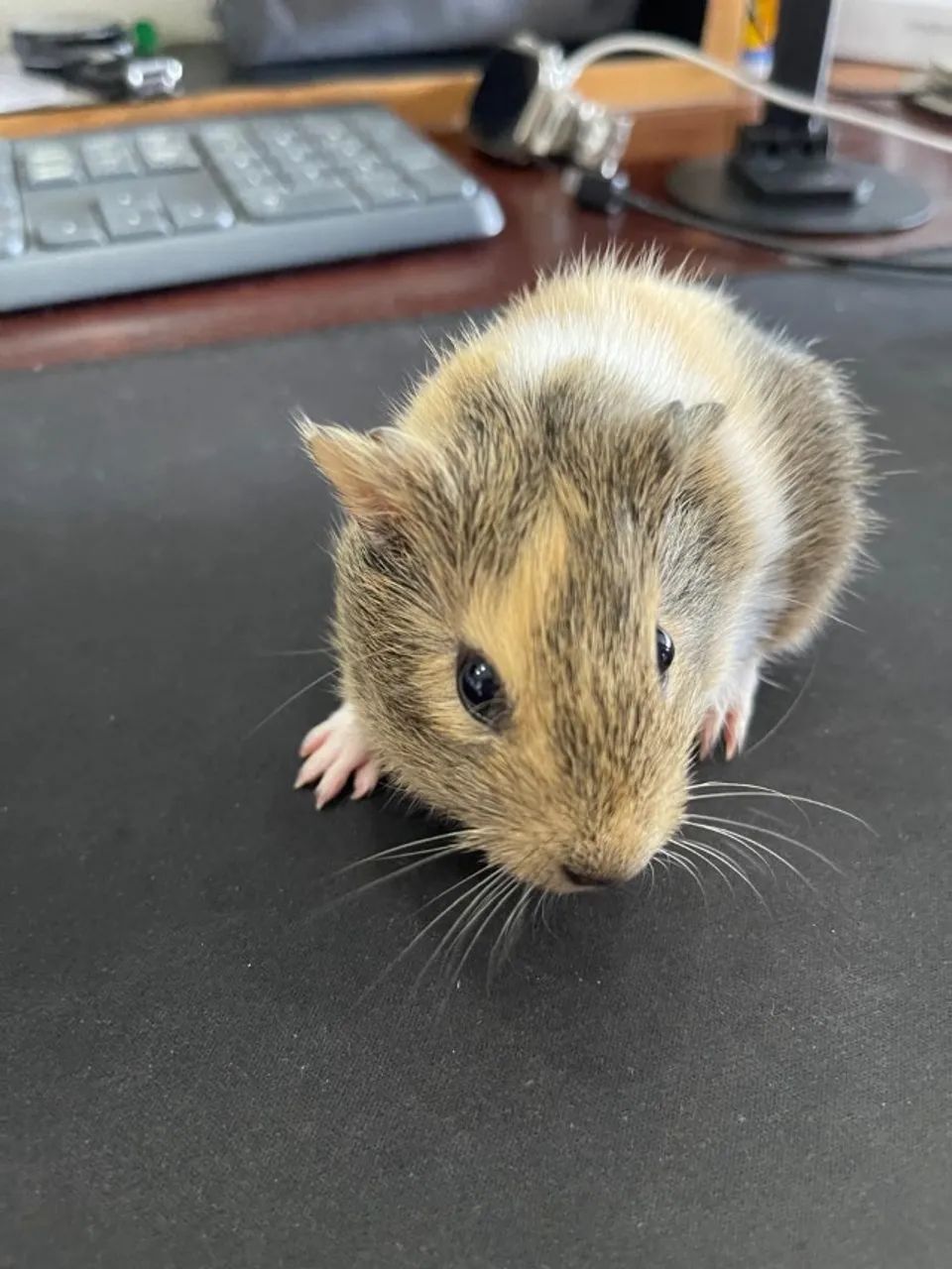 Filhote de Porco da Índia três cores. (macho) - Foto 2