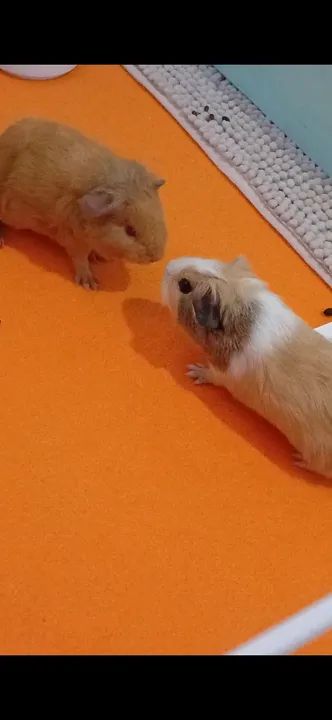 Porquinha da Índia  - Foto 5