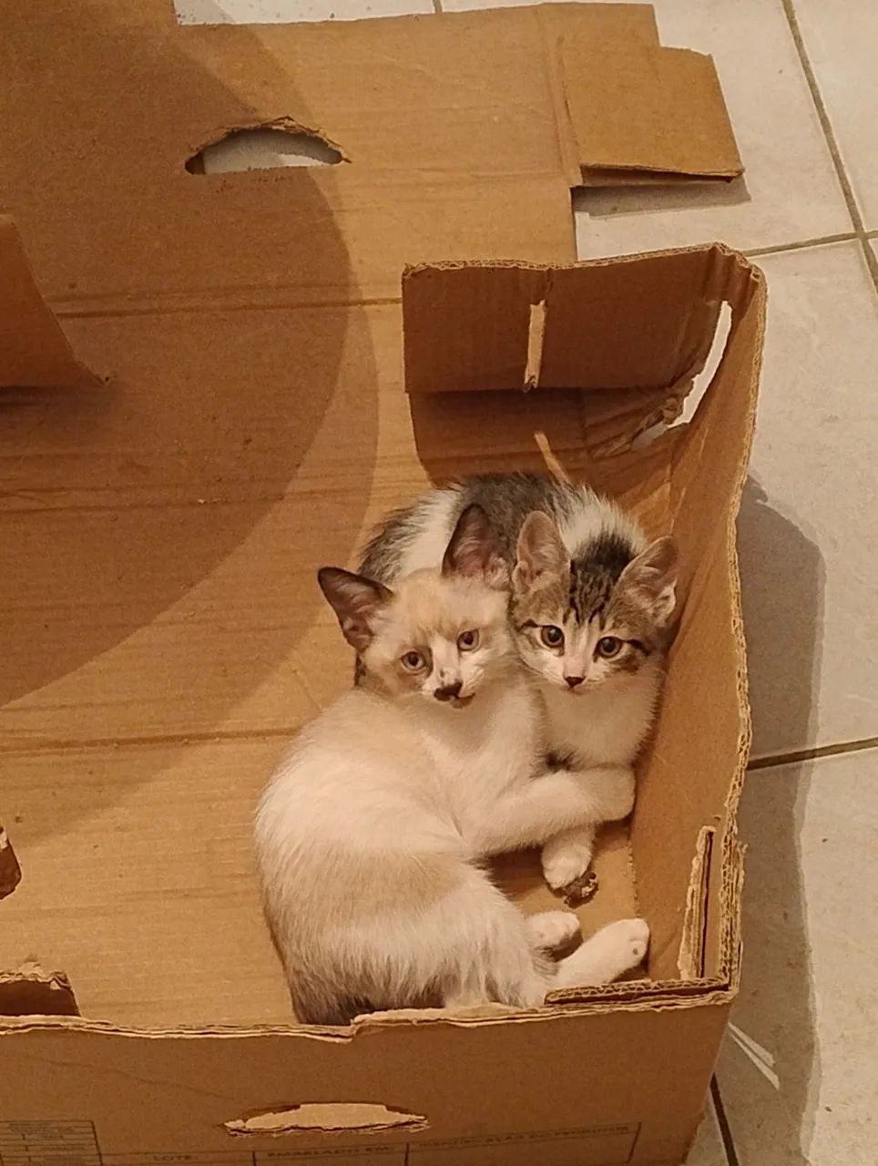 Aurora e florzinha não dá pra separar!!!!
