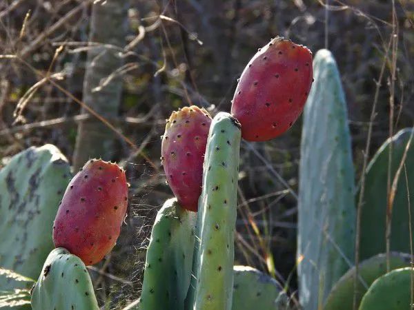 Cacto Ornamental - Opuntia Monacantha - Foto 3