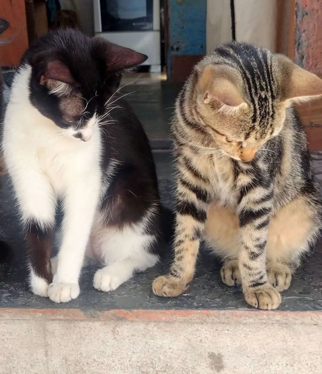 Seis Gatinhas Lindas Procurando um Lar Cheio de Amor!  - Foto 2
