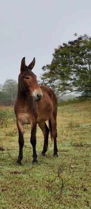 Burro 