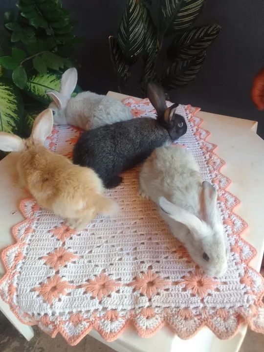 Vendas de coelho watts *