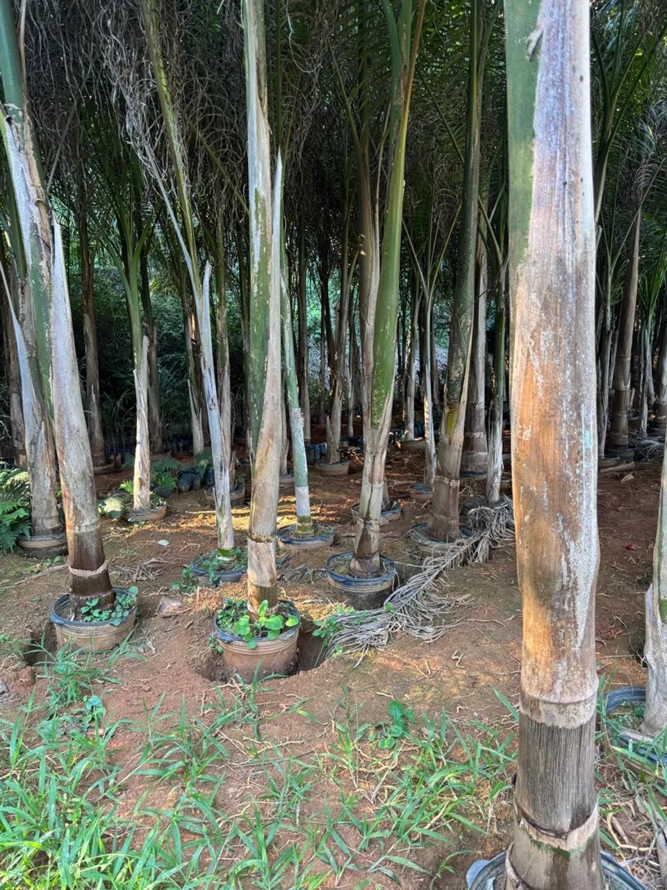 Palmeiras Imperiais para Jardinagem - Foto 6