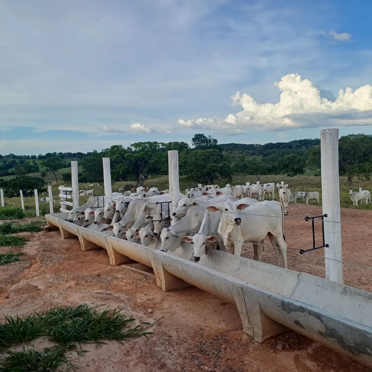 BEZERRAS FÊMEAS 12 MESES - Foto 2