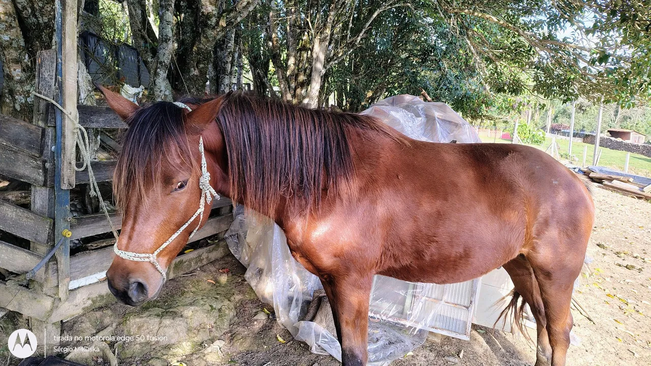 Cavalo para venda