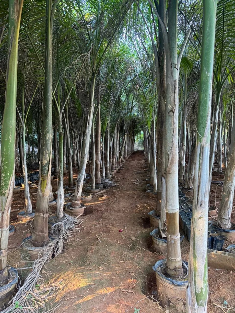 Palmeiras Imperiais para Jardinagem - Foto 5