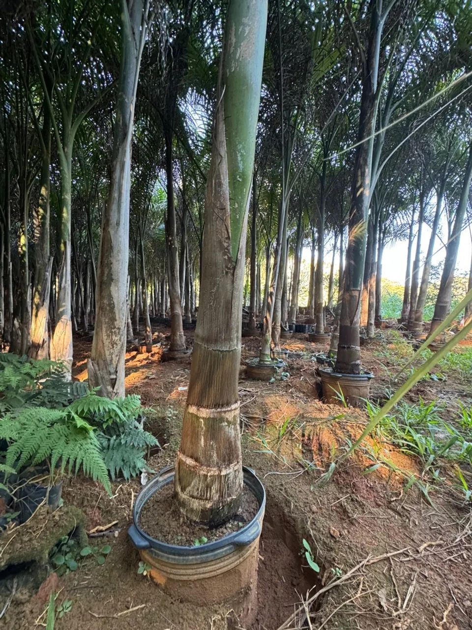 Palmeiras Imperiais para Jardinagem