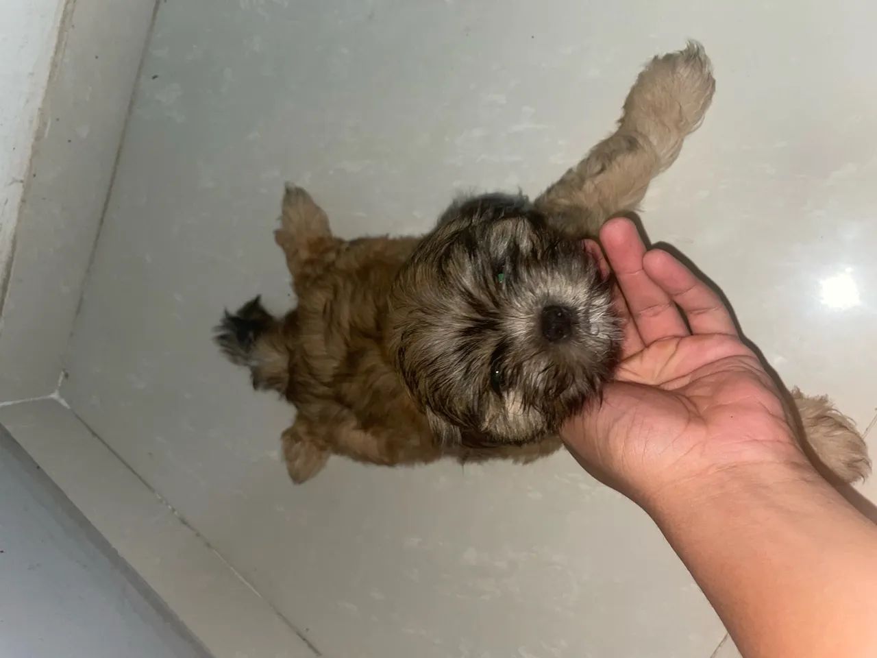 Filhote Shih Tzu lindíssimo macho  - Foto 2