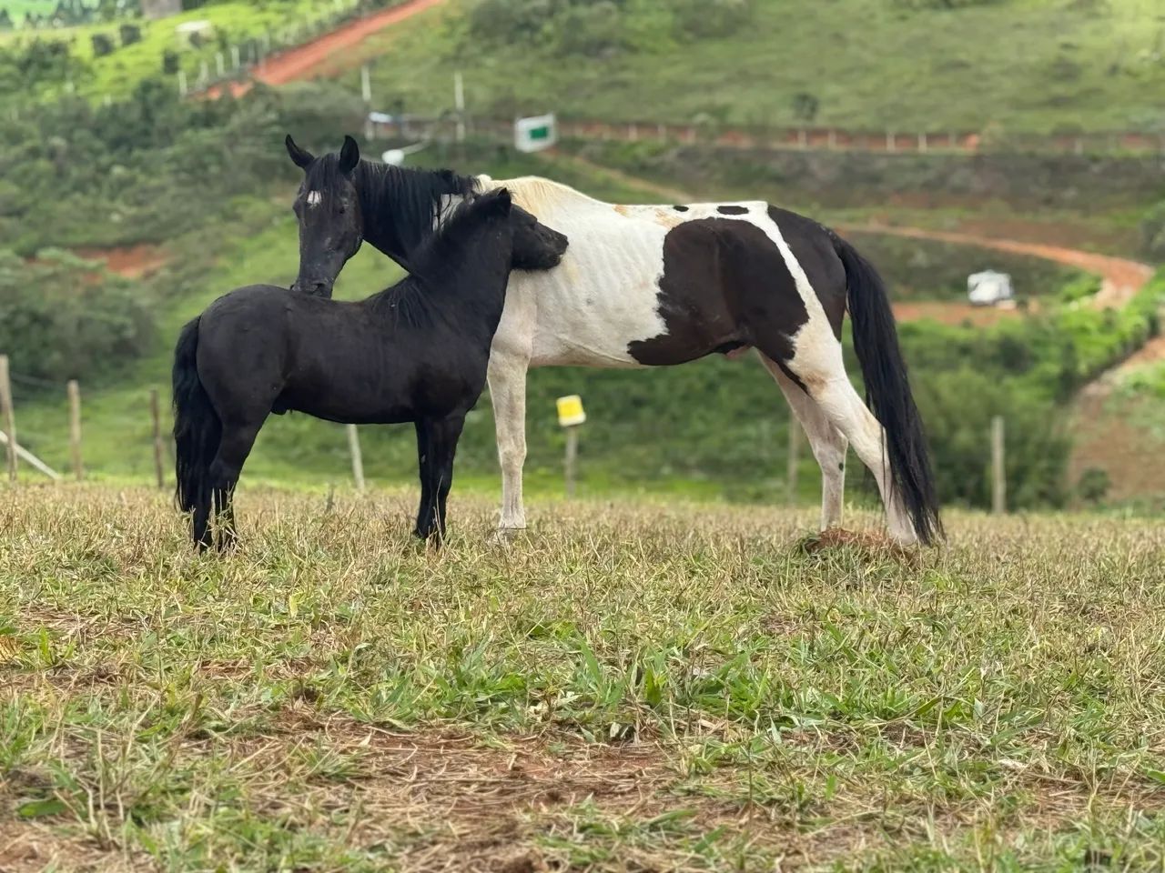 Pônei preto  - Foto 5