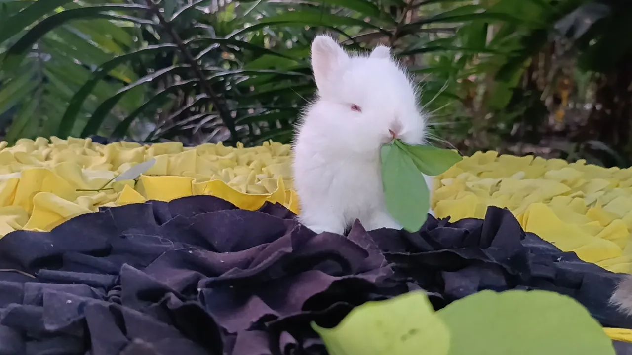 Netherland/ coelho anão  - Foto 5