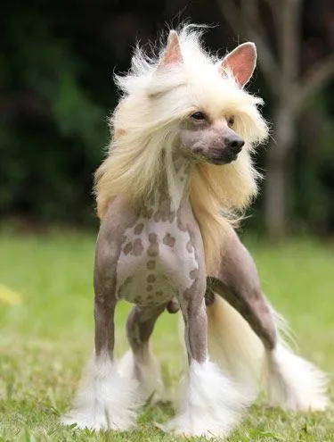 Cão de crista Chinês