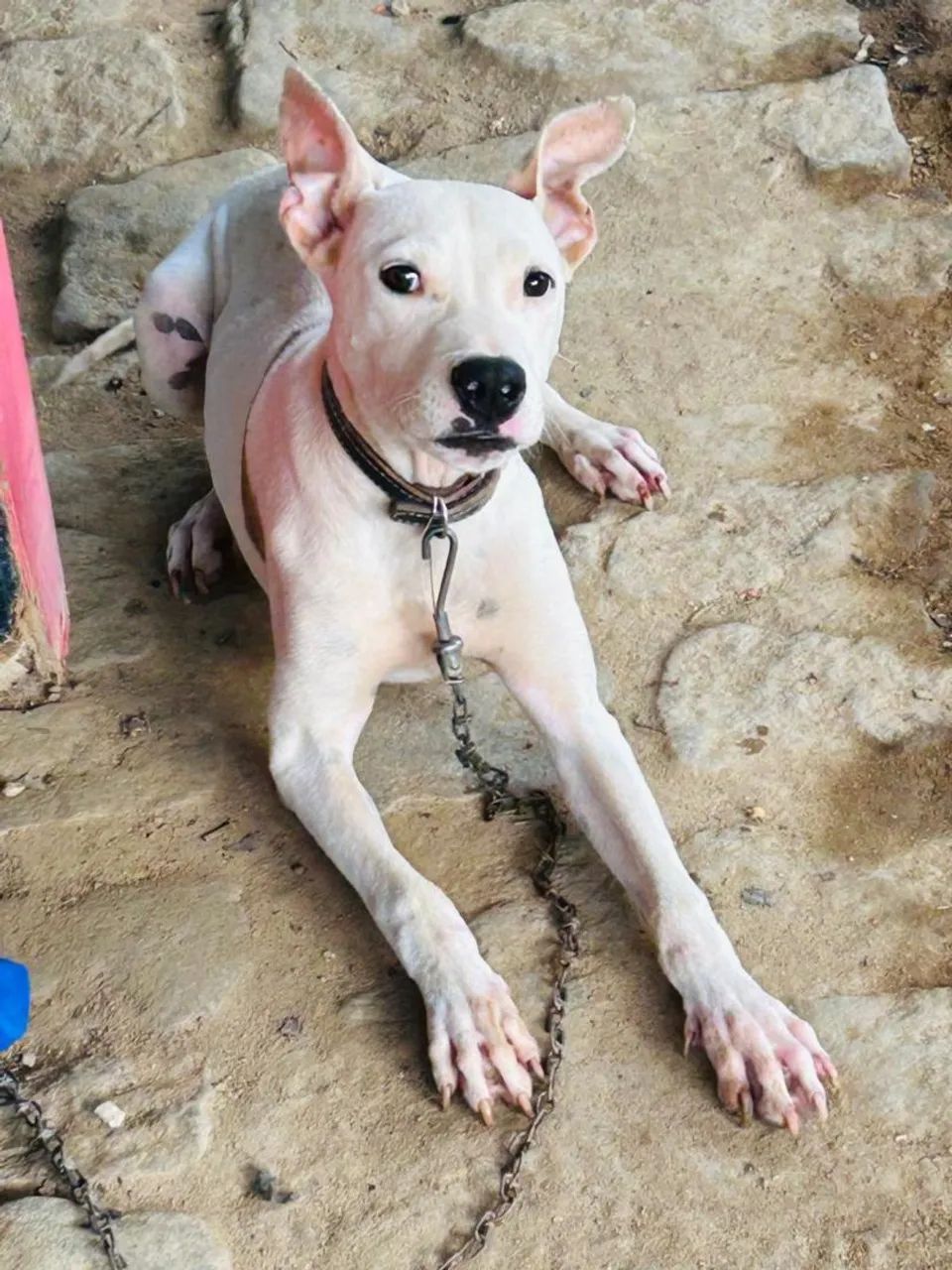 Cachorro branco e marrom de porte médio - Foto 2