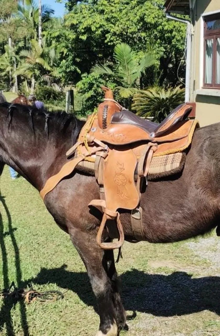 Sela americana  - Foto 2