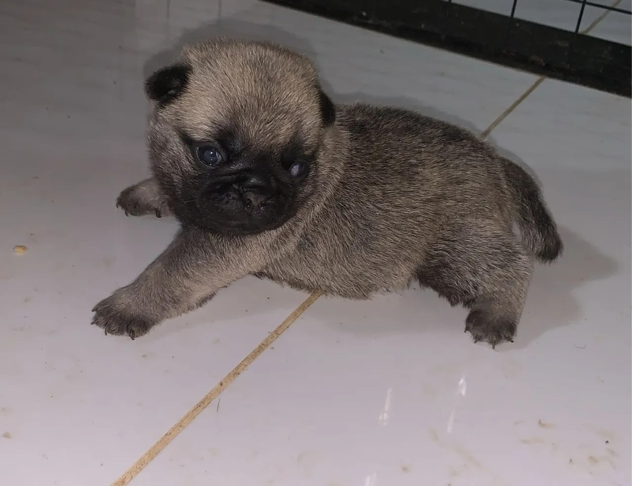 Dog pug