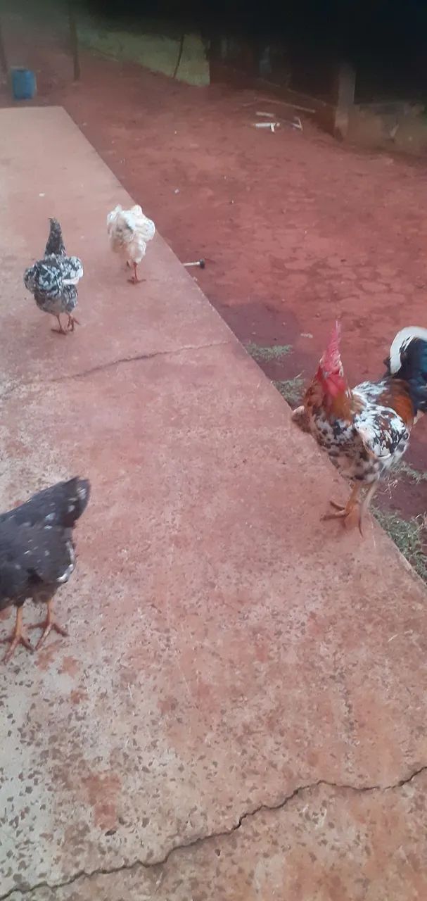 Franga e frango gsb  - Foto 2