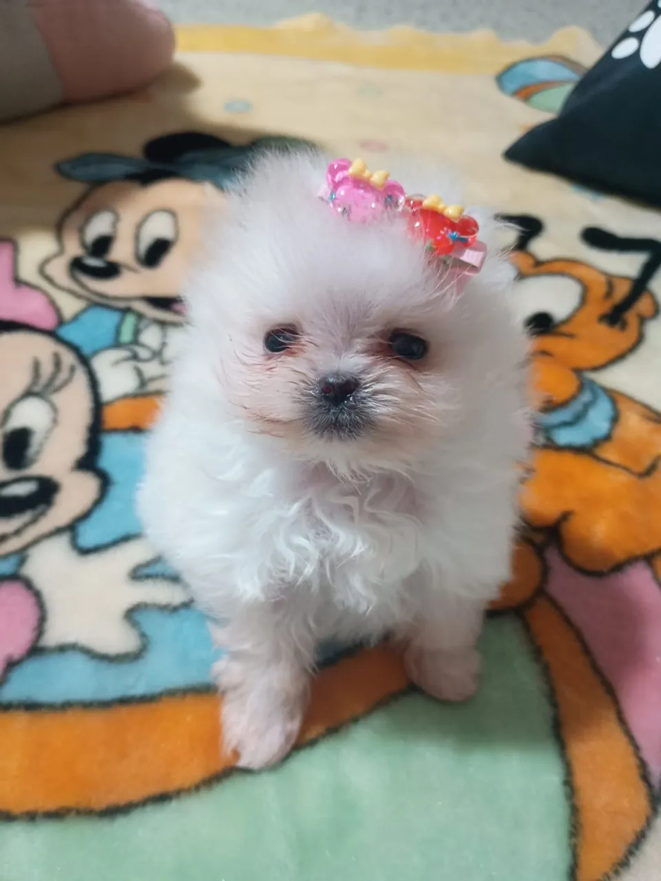 Spitz Fêmea Anã Minúscula - Um bibelô