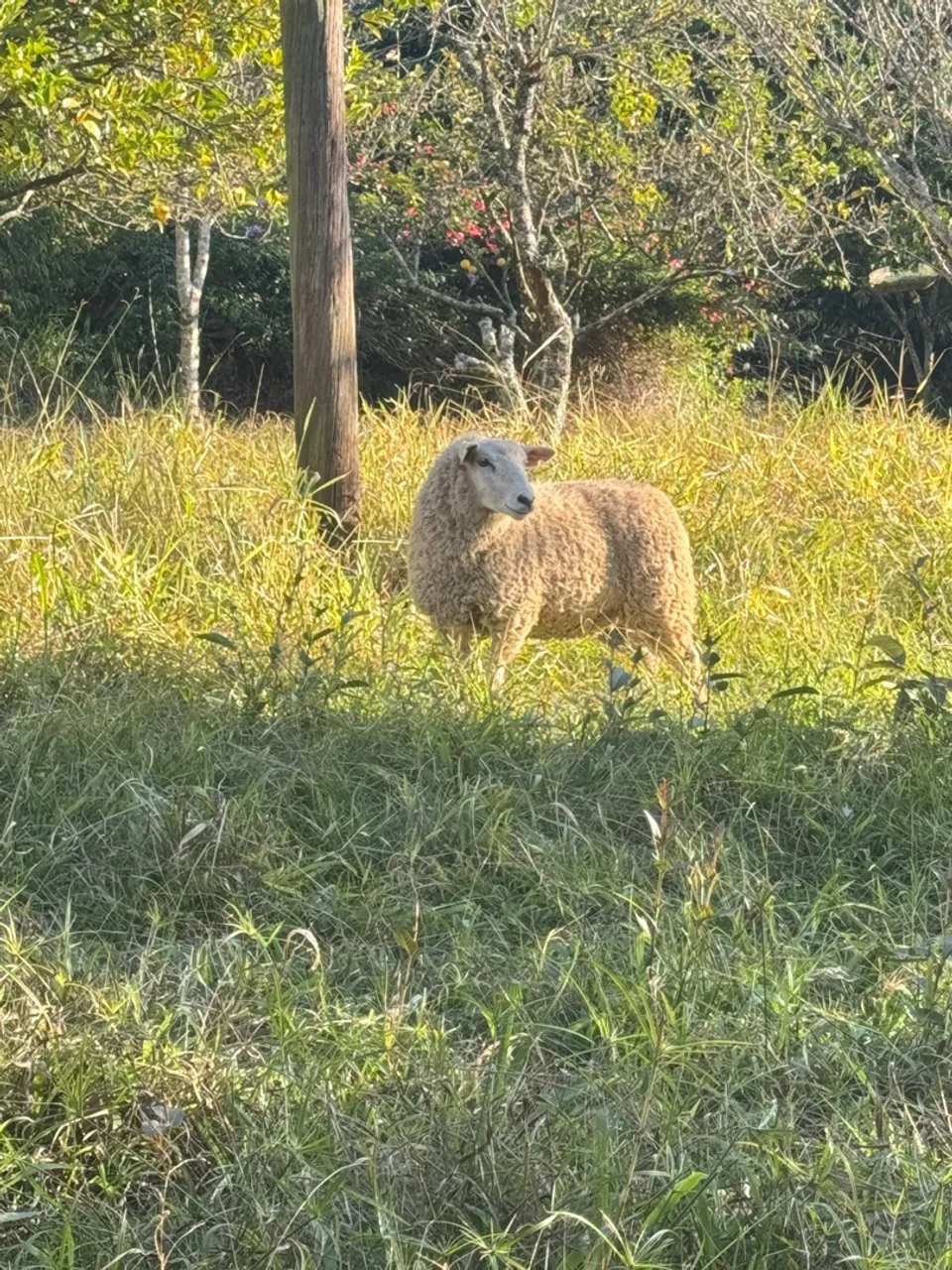 Cordeira Texel