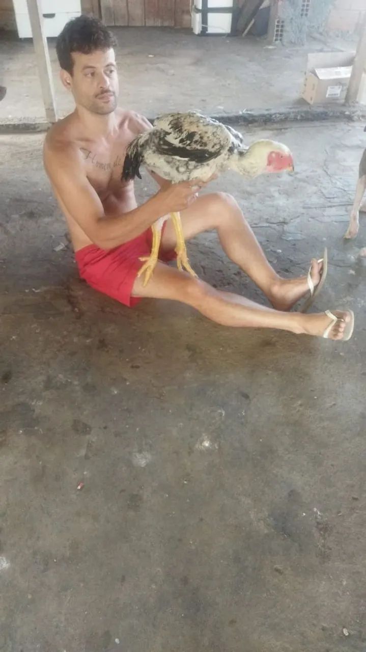 Galo INDIO GIGANTE - Campeão! - Foto 4