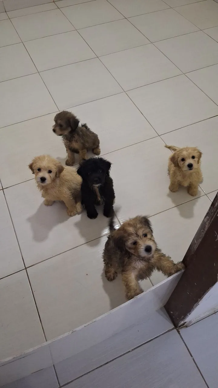 *** Filhotes de Poodle disponíveis para venda ***