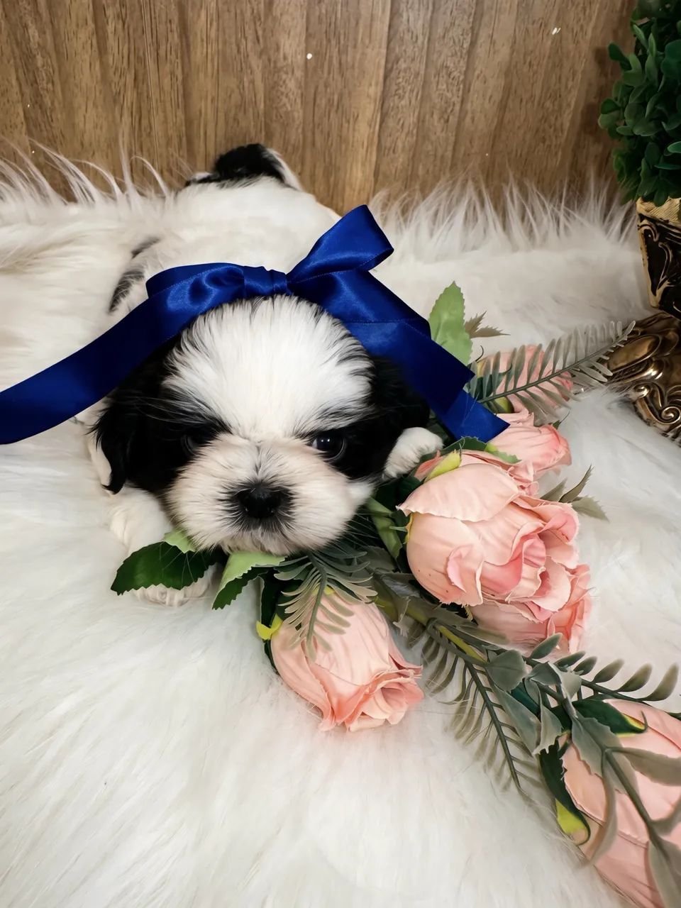 Filhotes de shihtzu  - Foto 2