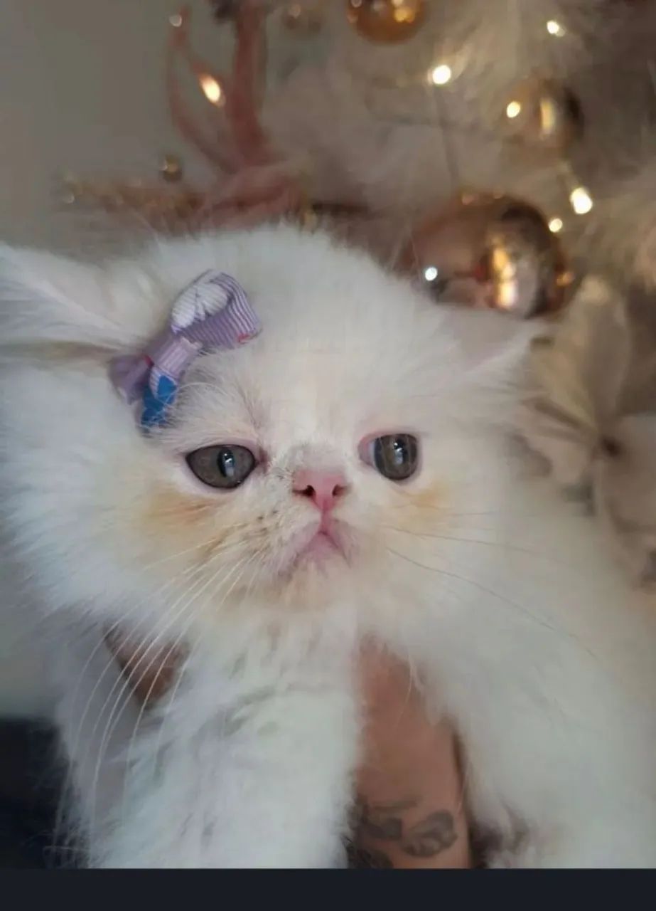 Filhotes de gato persa  - Foto 4