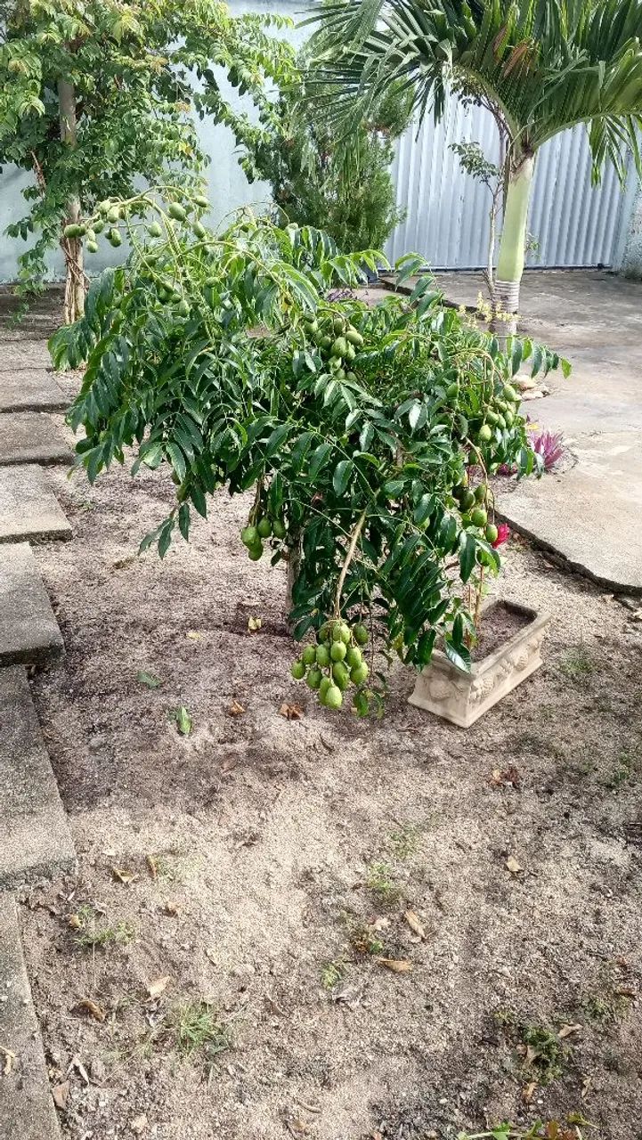 Cajarana precoce