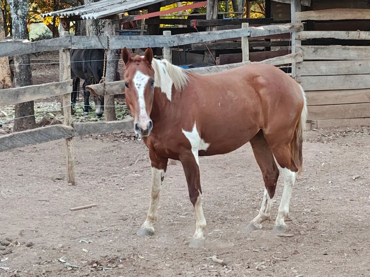 Potra Paint Horse - Foto 3