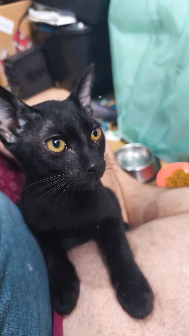 Gatos filhotes doação  - Foto 4