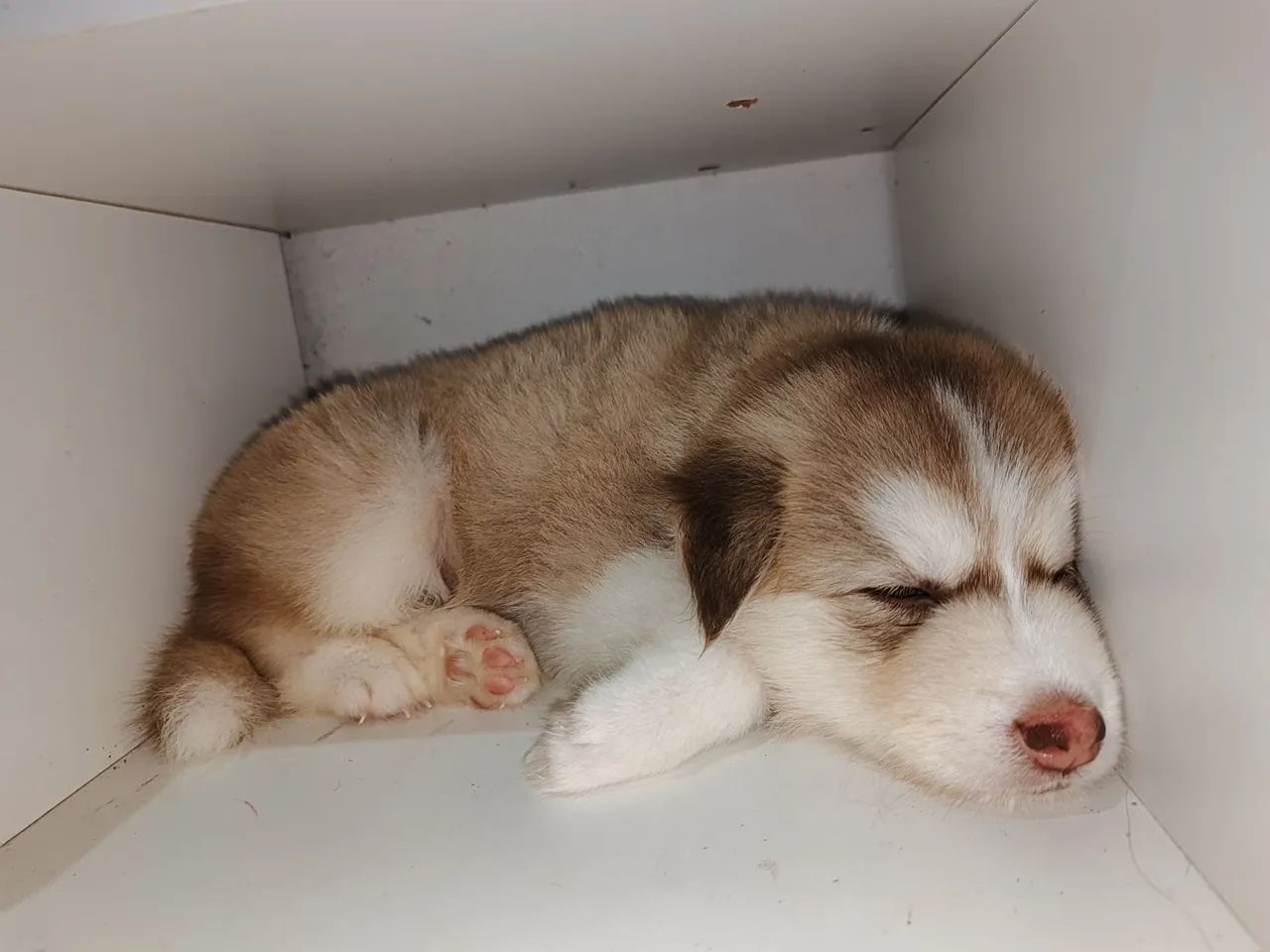 Husky siberiano  - Foto 5