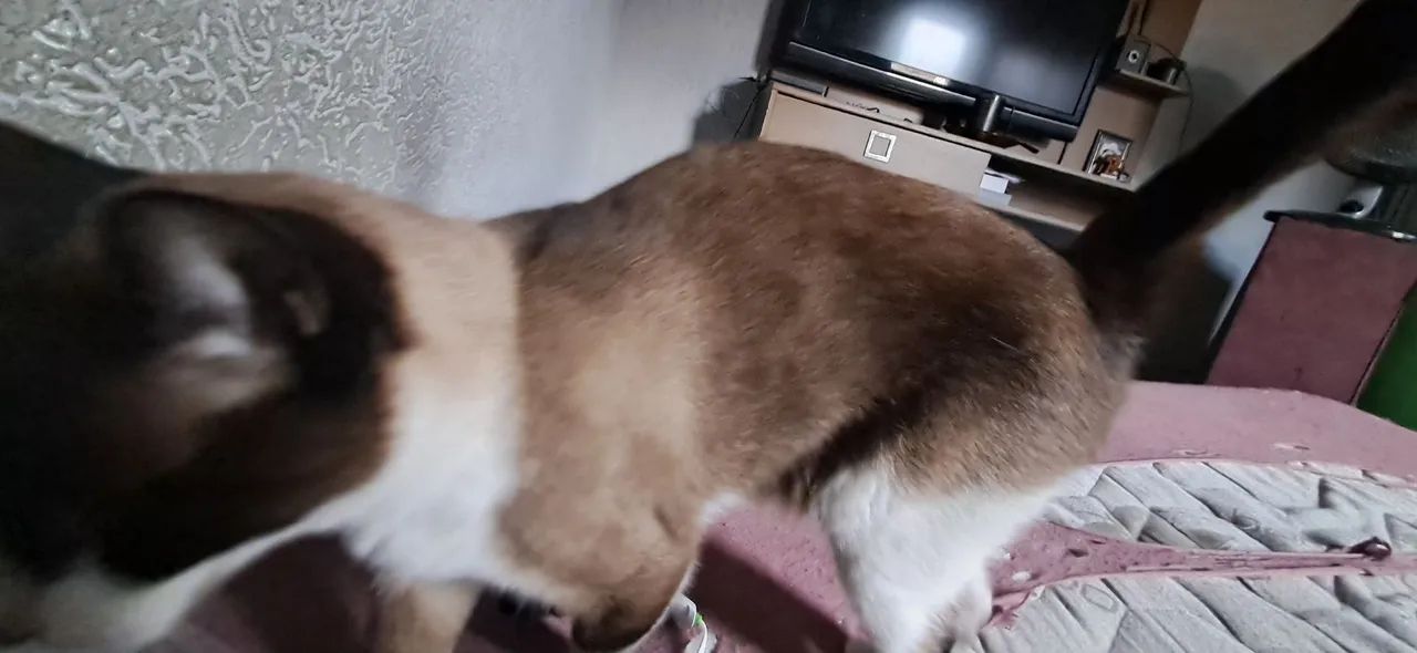 Doa se gato macho castrado  - Foto 2