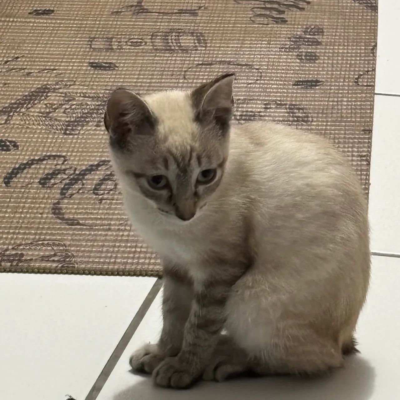 Doação de gatinha filhote - Foto 3