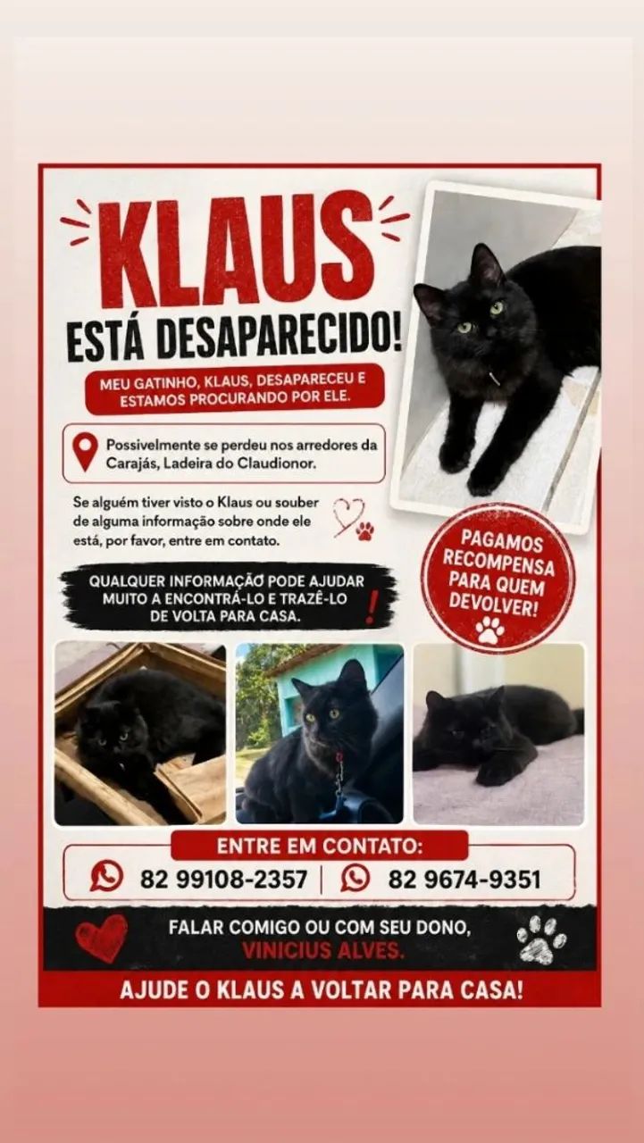 Procura gatinho perdido 