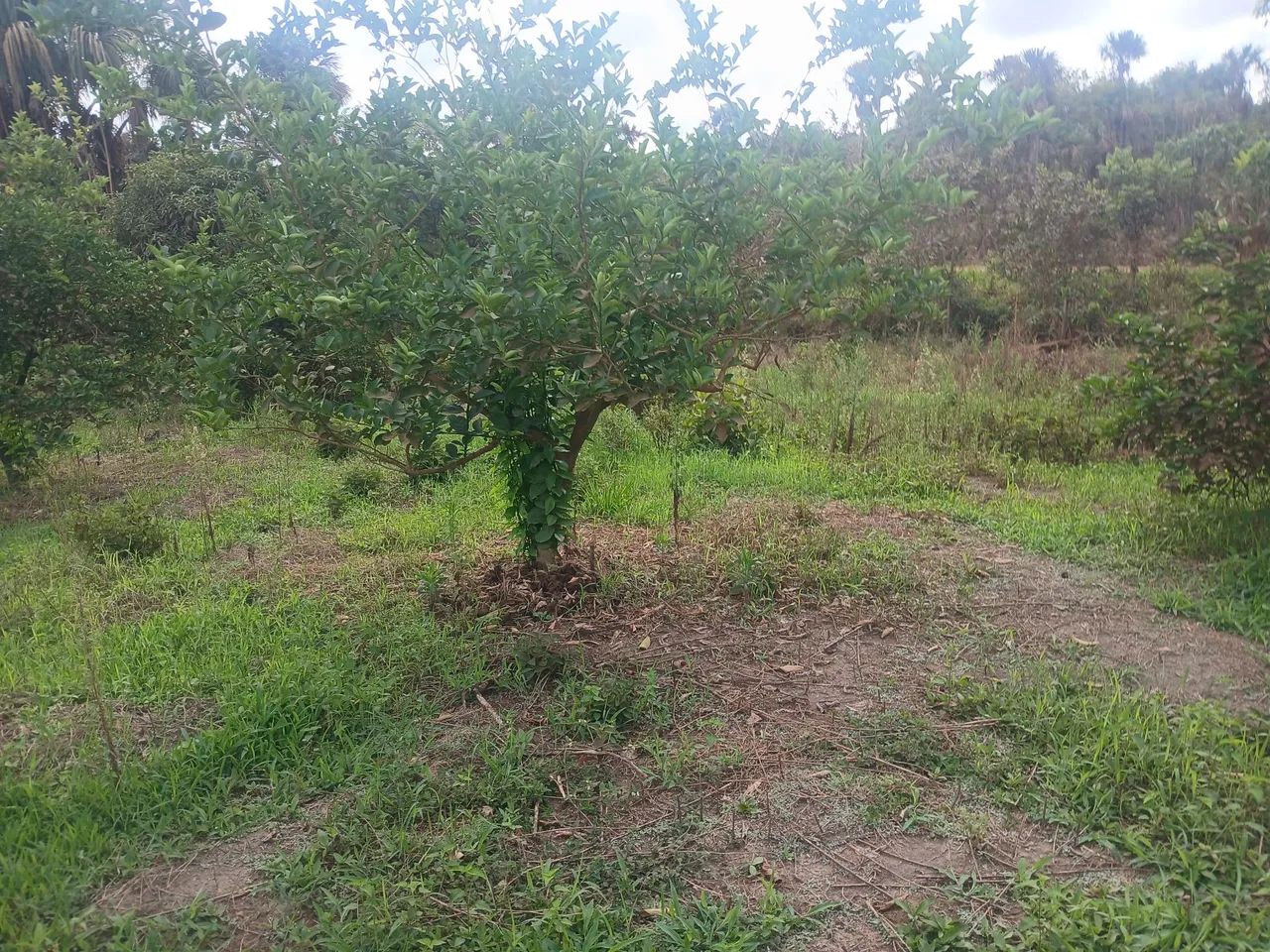 Sitio Produtivo  - Foto 3