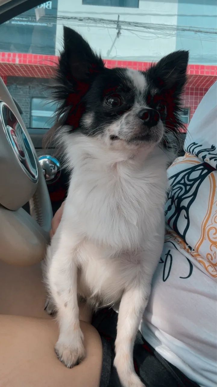 Chiuahua busca namorada - Foto 2