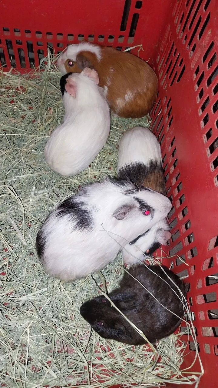 Porquinhos da Índia   - Foto 3